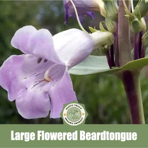 Large Flowered Beardtongue, Penstemon grandiflorus, Shellleaf Penstemon, Showy Beardtongue